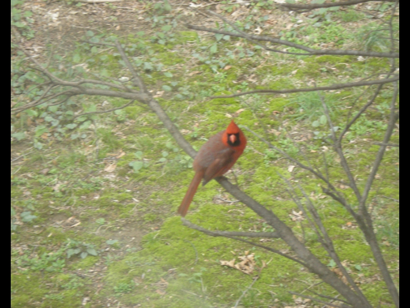 Millwood, June 1, 2007: another celebrity visit to the ZOHO offices in Millwood, a rarely seen Red Cardinal!